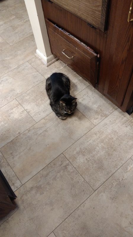 light floor, dark cat